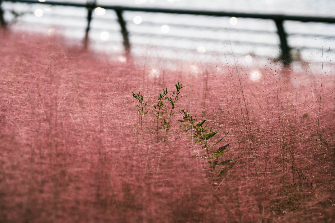 陈芮熙 (21).jpg
